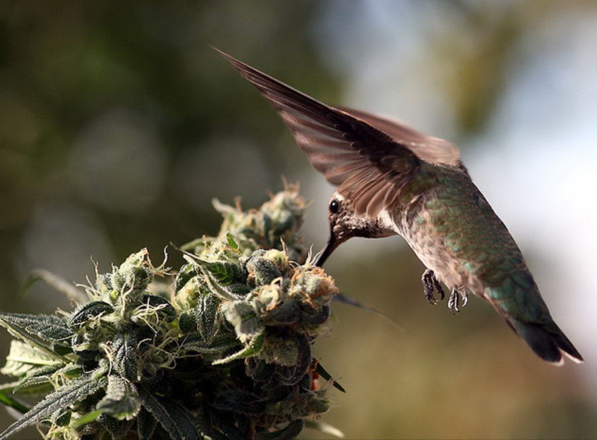 Killing Cancer with Cannabis