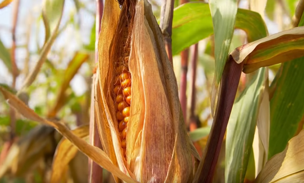 9 Survival Gardening Crops to Grow in a Post Apocalyptic World