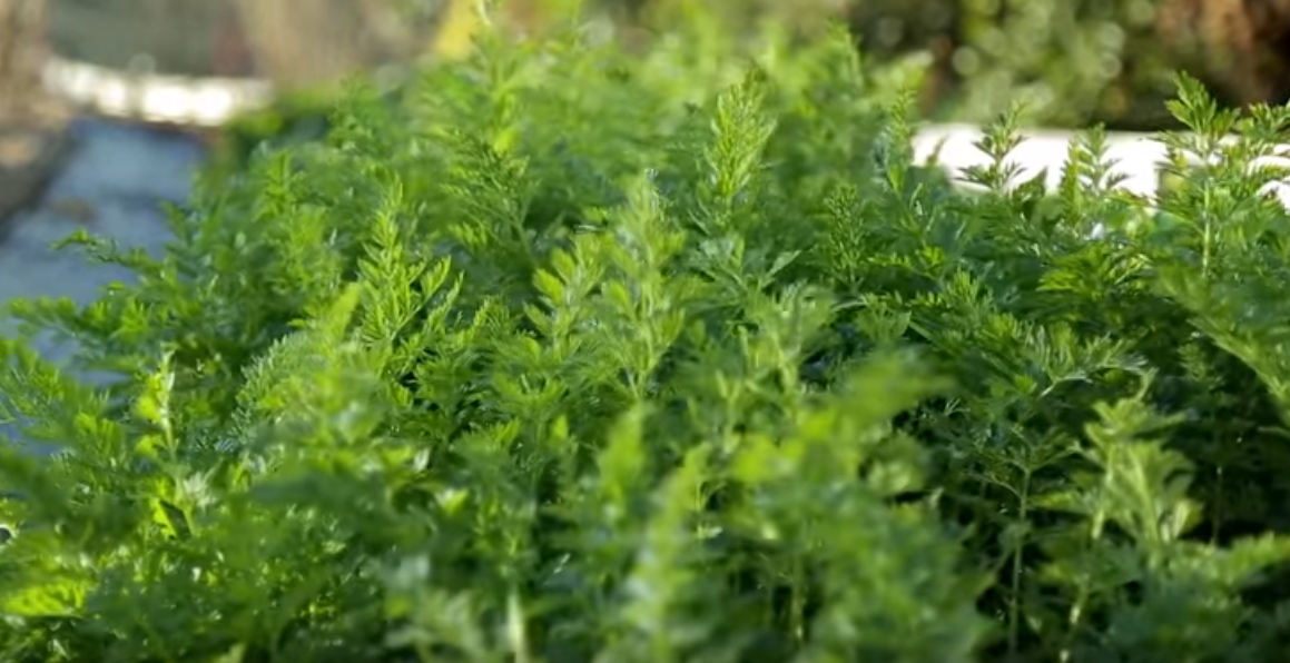 Beautiful 1-Acre Small Scale Permaculture Farm | Limestone Permaculture Farm